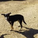 Photo of Buster