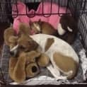 Photo of Abby ~ Red Cattle Dog X (On Trial 26/4/15)
