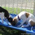 Photo of Abby ~ Red Cattle Dog X (On Trial 26/4/15)