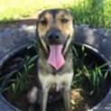 Photo of Bruno (Adoption Pending)