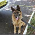 Photo of Hope On Hold Pending Adoption