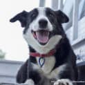Photo of Kelly ~ Border Collie, Girl, 4yo (On Trial 4/4/15)