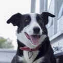 Photo of Kelly ~ Border Collie, Girl, 4yo (On Trial 4/4/15)