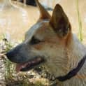 Photo of Gidget (Adoption Pending)