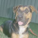 Photo of Misty Star ~ Loves Other Dogs