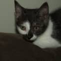 Photo of Shilo