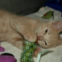 Photo of Hansel