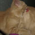 Photo of Hansel
