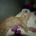 Photo of Hansel