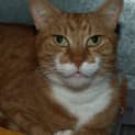 Photo of Yosemite Sam