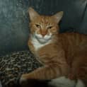 Photo of Yosemite Sam