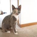 Photo of Calico