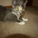 Photo of Calico