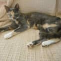 Photo of Calico