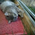 Photo of Fonzie
