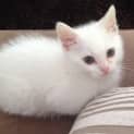 Photo of Dewy