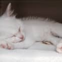 Photo of Dewy