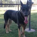 Photo of Skylar On Hold Pending Adoption