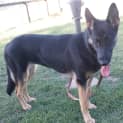 Photo of Skylar On Hold Pending Adoption