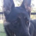 Photo of Skylar On Hold Pending Adoption