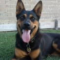 Photo of Callie On Hold Pending Adoption