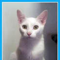 Photo of Sonic N.O.W Only $100 To Adopt!