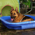 Photo of Ziggy On Hold Pending Adoption