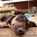 Photo of Roxy ~ Rotti X Kelpie,(On Trial 25/4/15)