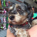 Photo of Lola