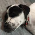 Photo of Bandit