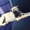 Photo of Bubz