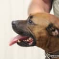 Photo of Axel