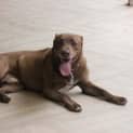 Photo of Dusty