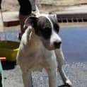 Photo of Mara
