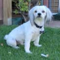 Photo of Charlie *On Trial In His New Home*