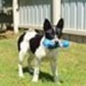 Photo of Maya (Adoption Pending)