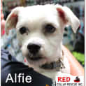 Photo of Alfie (Adoption Pending)