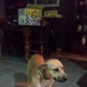 Photo of Dexta