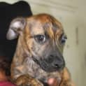 Photo of Tigger