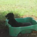 Photo of Suzie (Adoption Pending)