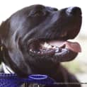 Photo of Vader (On Trial 28/3/15)~ Labrador, 10 Mnths