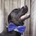 Photo of Vader (On Trial 28/3/15)~ Labrador, 10 Mnths