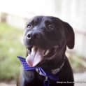 Photo of Vader (On Trial 28/3/15)~ Labrador, 10 Mnths
