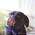 Photo of Vader (On Trial 28/3/15)~ Labrador, 10 Mnths
