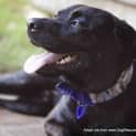 Photo of Vader (On Trial 28/3/15)~ Labrador, 10 Mnths