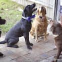 Photo of Vader (On Trial 28/3/15)~ Labrador, 10 Mnths