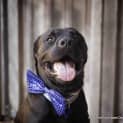 Photo of Vader (On Trial 28/3/15)~ Labrador, 10 Mnths