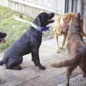 Photo of Vader (On Trial 28/3/15)~ Labrador, 10 Mnths