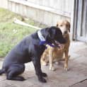 Photo of Vader (On Trial 28/3/15)~ Labrador, 10 Mnths