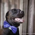 Photo of Vader (On Trial 28/3/15)~ Labrador, 10 Mnths
